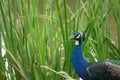 Peacock-King of BirdsÃ¯Â¼Ë5Ã¯Â¼â° Royalty Free Stock Photo